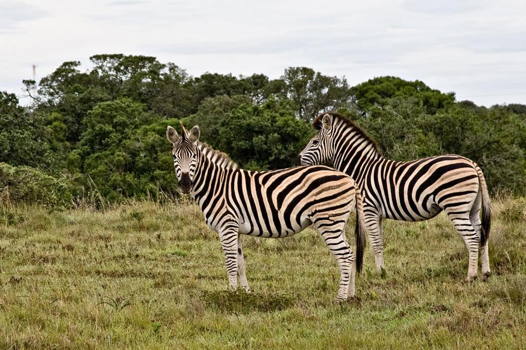 Safari Lodge- Amakhala Game Reserve Ngoại thất bức ảnh