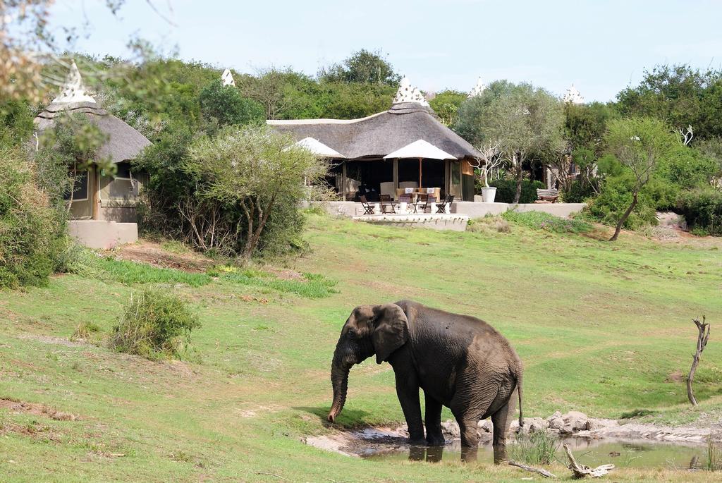 Safari Lodge- Amakhala Game Reserve Ngoại thất bức ảnh